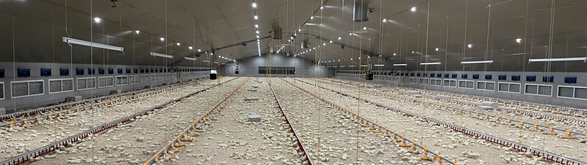 Huge building full of baby chicks