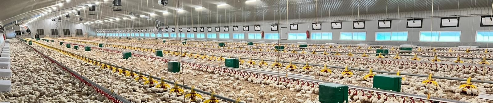 Huge building full of baby chicks
