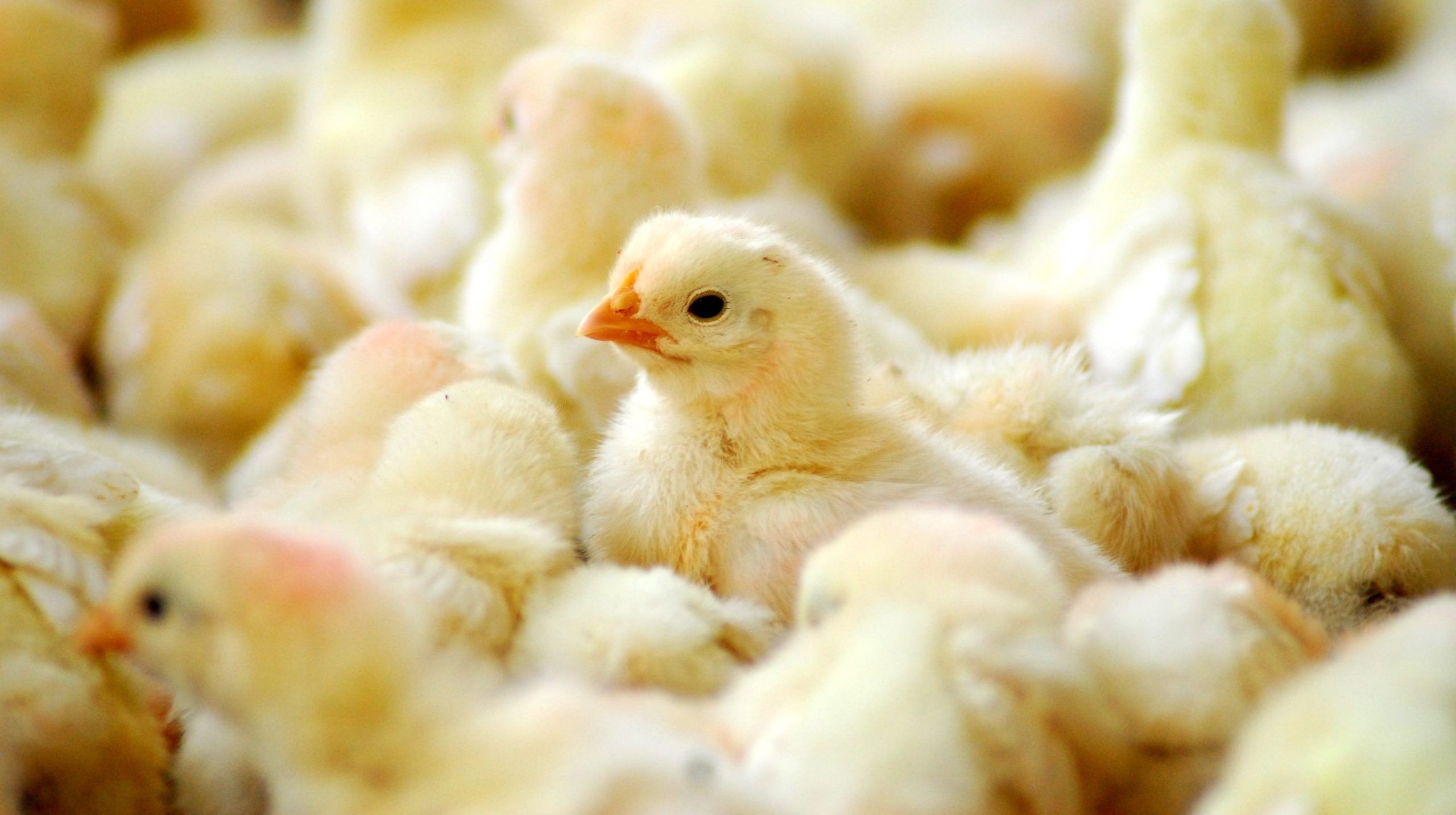 chicken and eggs
