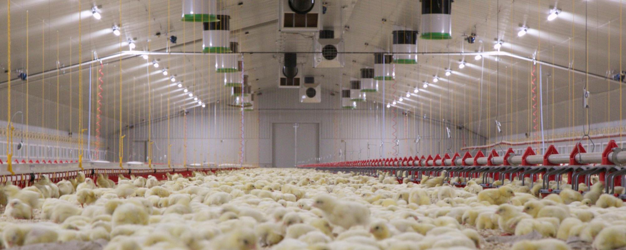 poultry-house-inside-jf-mckenna