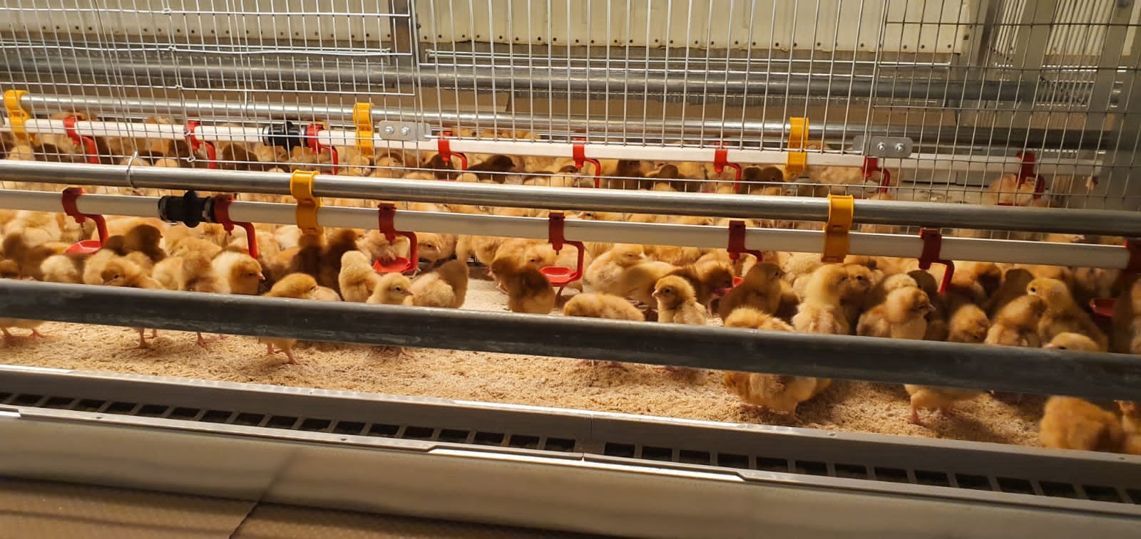 Fienhage Rearing Aviary