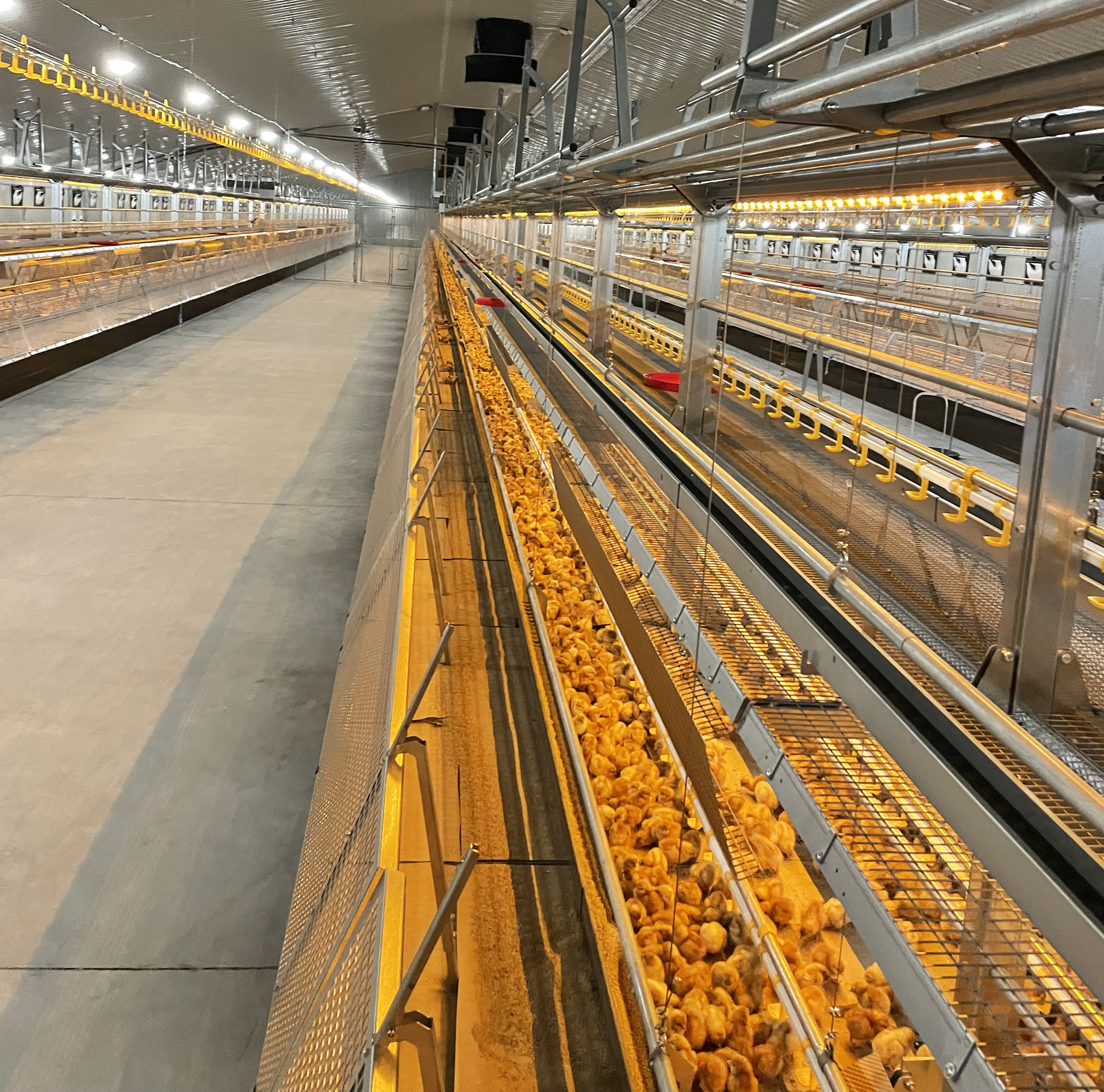Landmeco Rearing